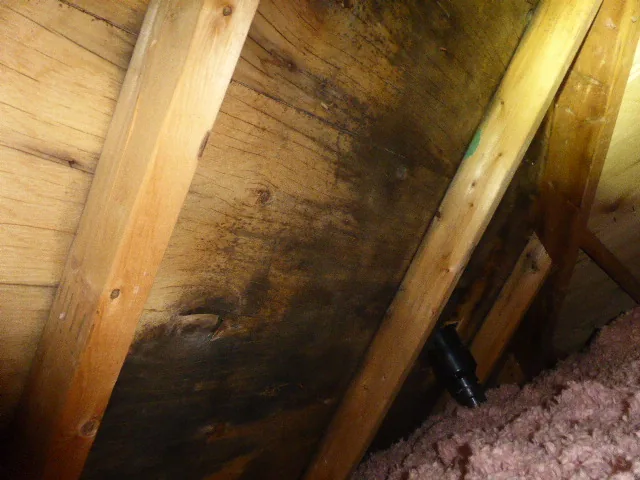 Mold found in inspection
